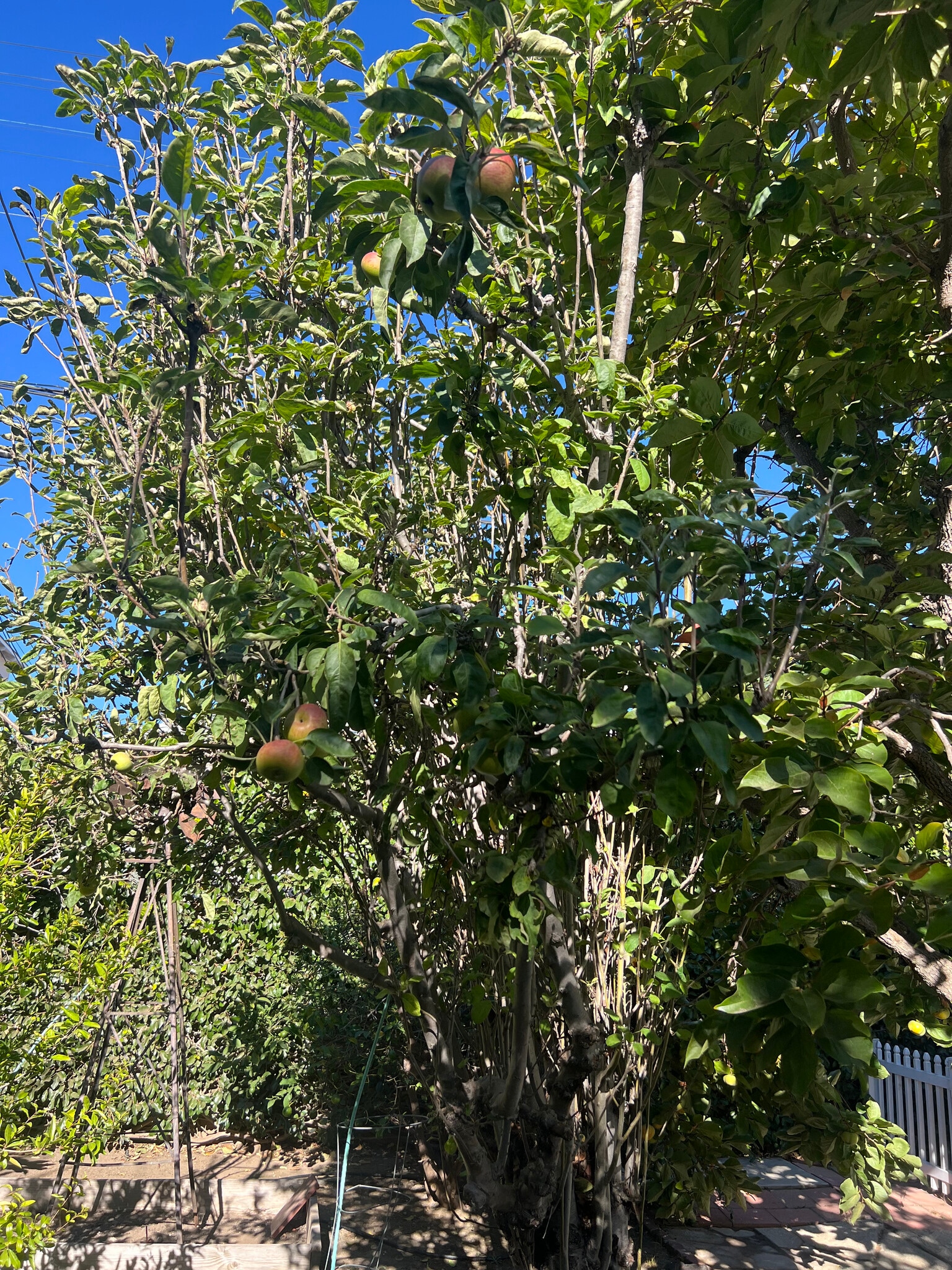 Building Photo - 1518 S Carmelina Ave