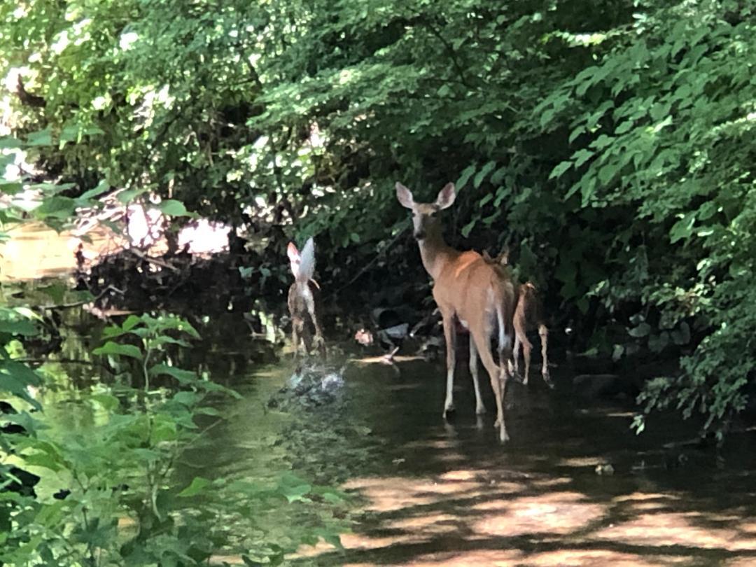 on the creek - 200 Sunnydale Rd