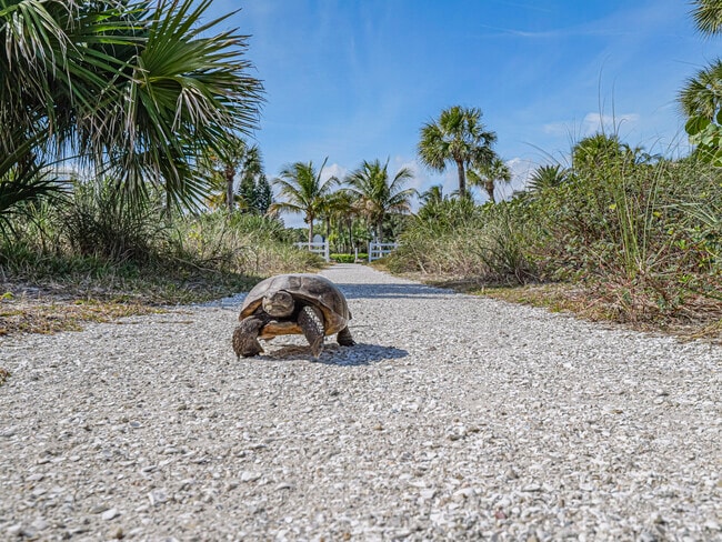 Building Photo - 856 Norfolk Pine Ln