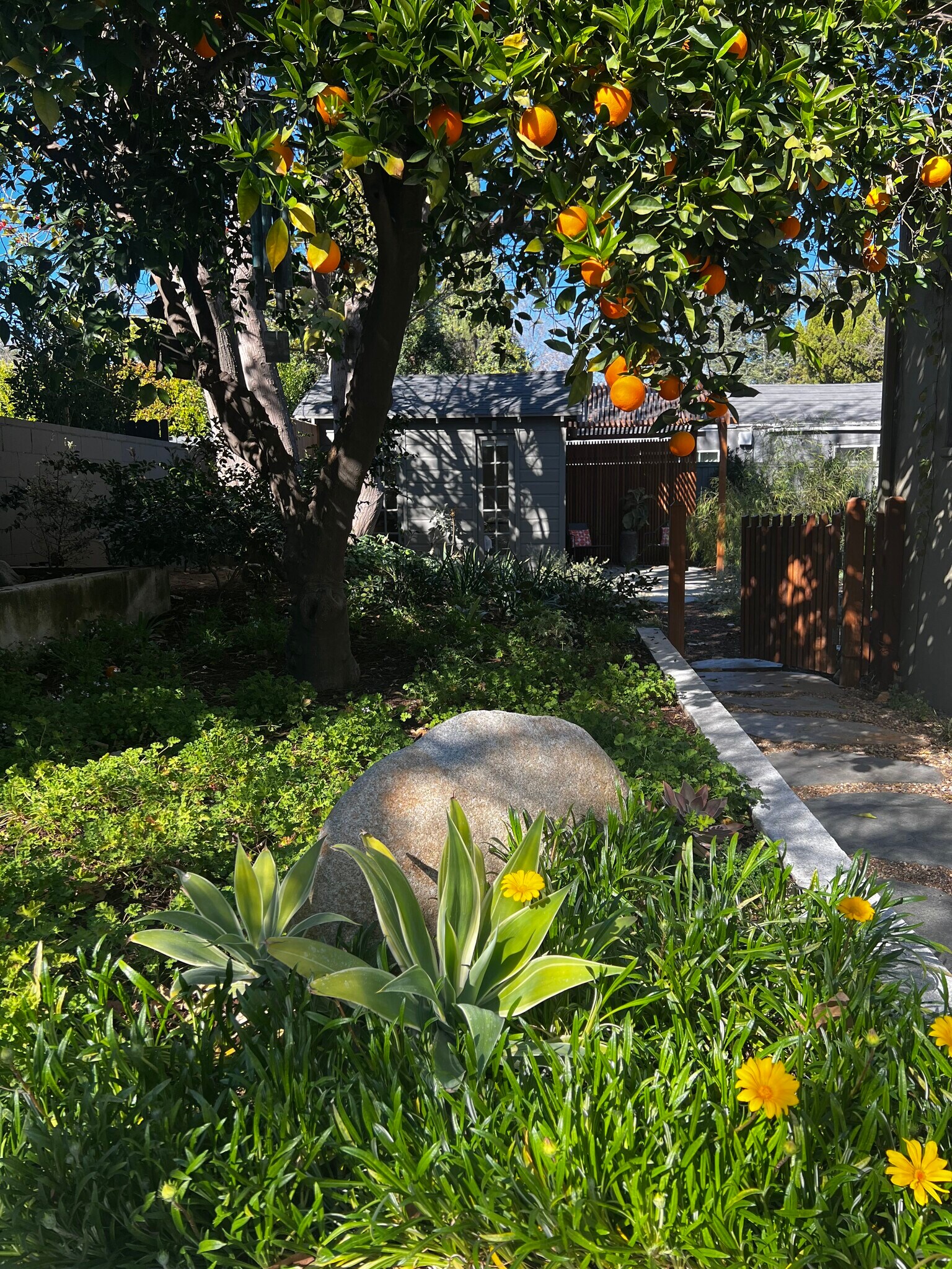 Navel orange tree - 5105 Morella Ave