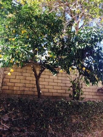 Fruit Trees - 6629 Sunnyslope Ave