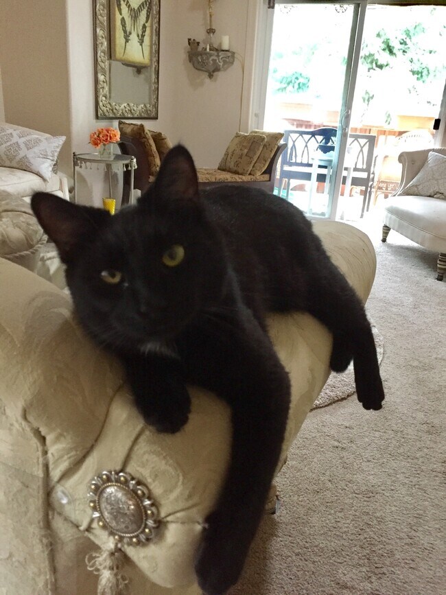 Resident cat - 3685 Colony Oaks Dr