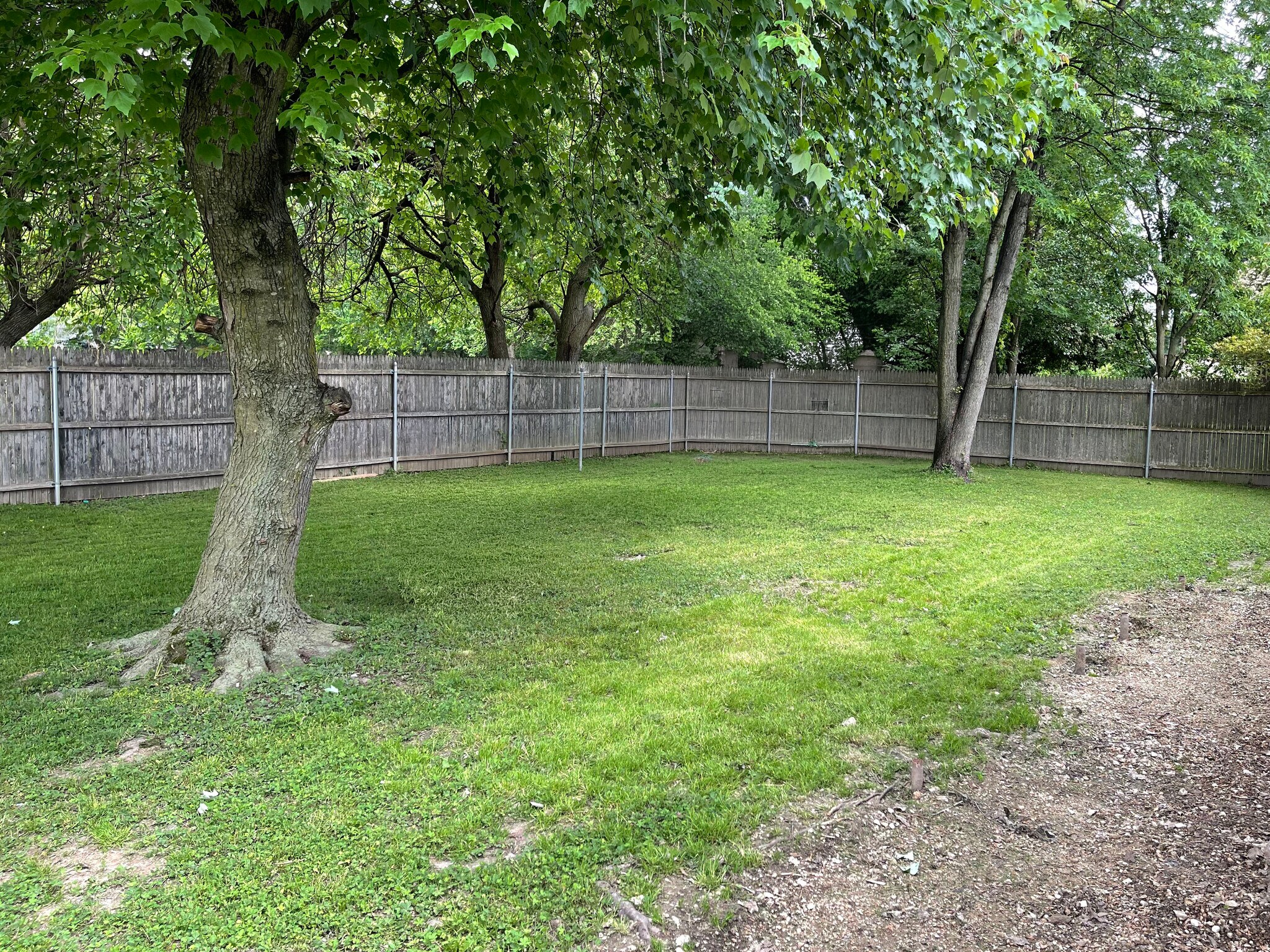 Backyard - 903 Queens Ct