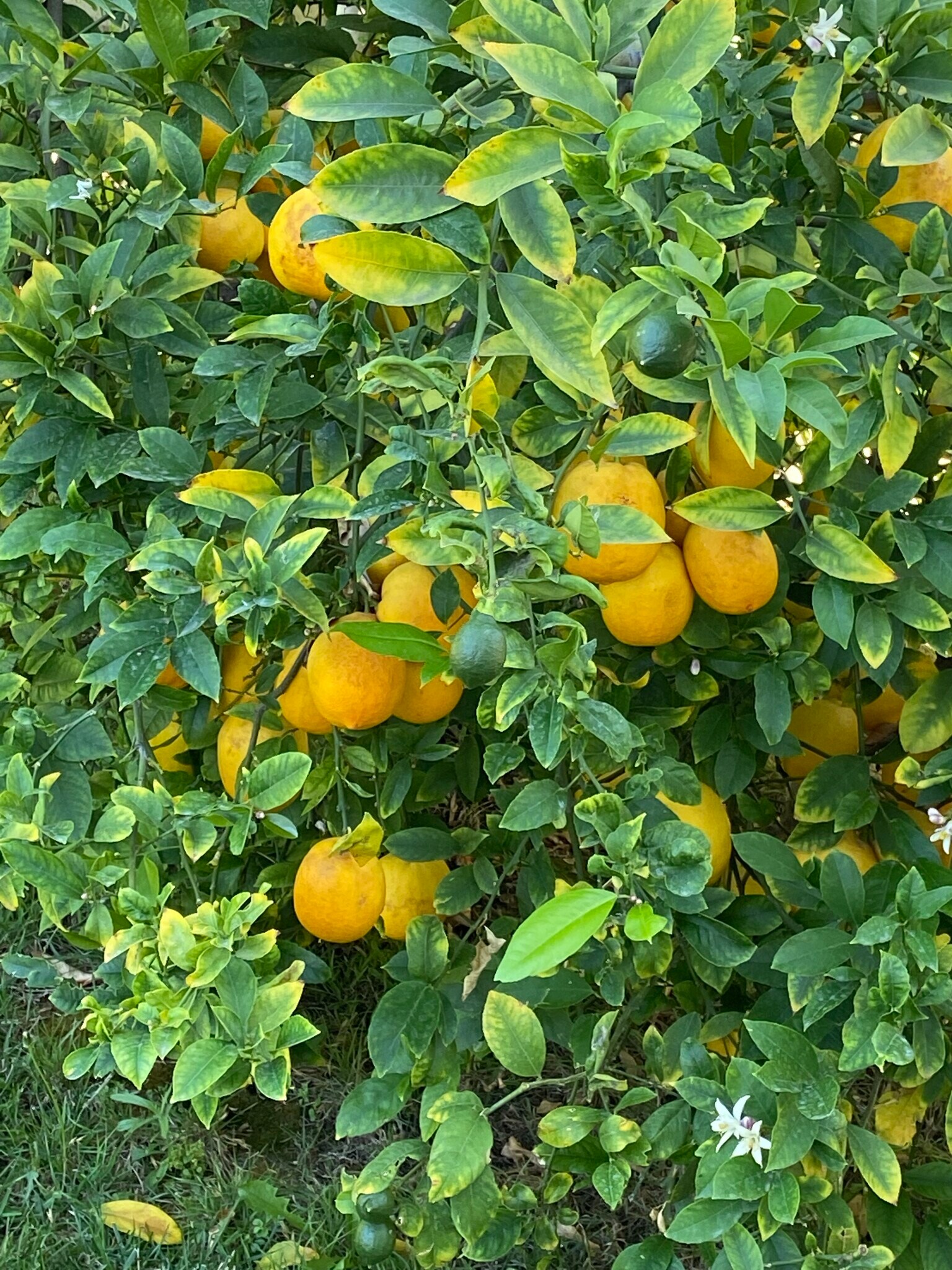 Building Photo - 4470 Stansbury Ave