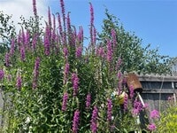 Building Photo - 558 Connecticut Ave