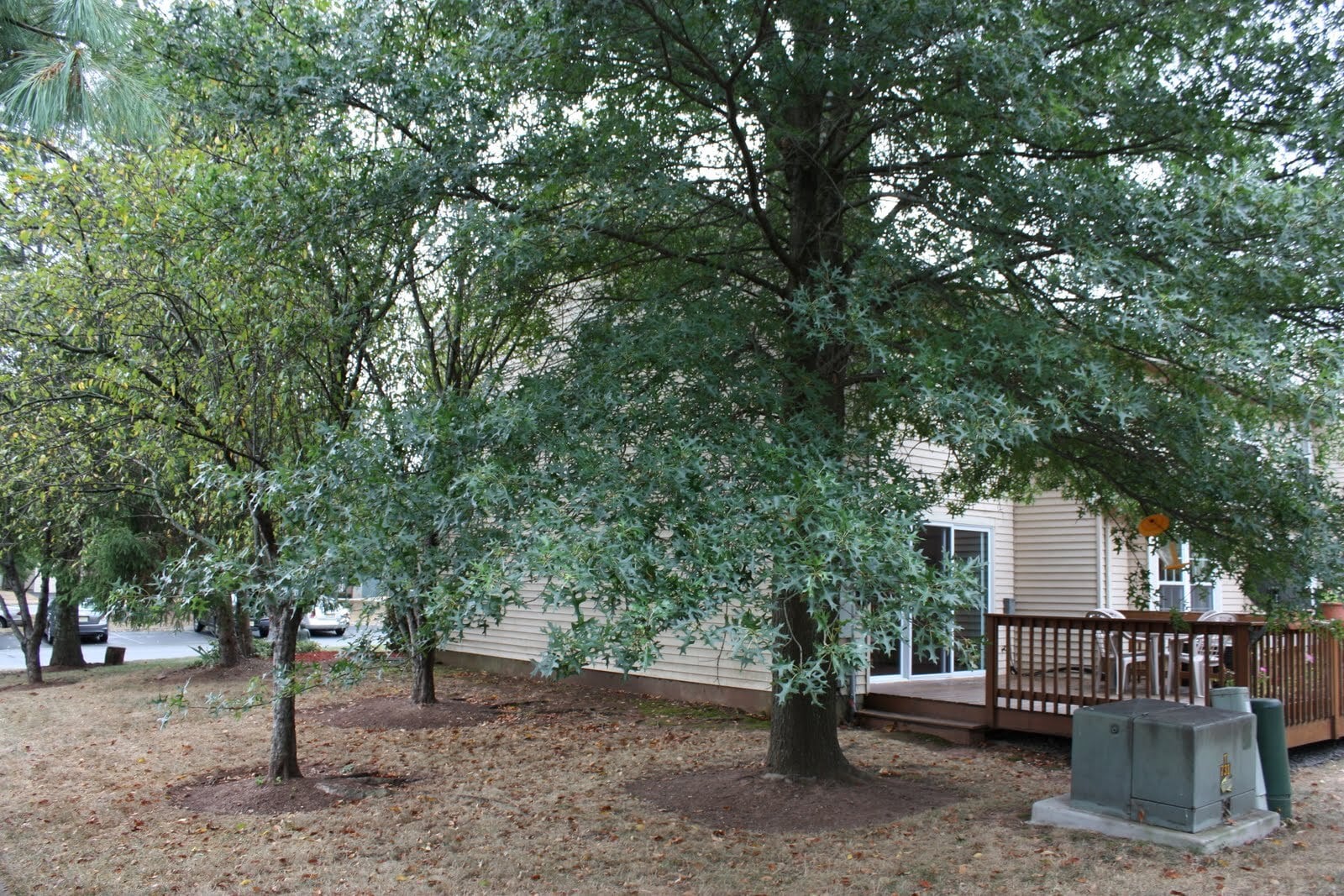 Backyard with privacy - 44 Whitby Cir