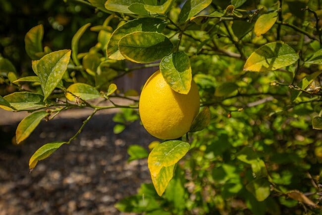 Building Photo - 425 Stuart Ct