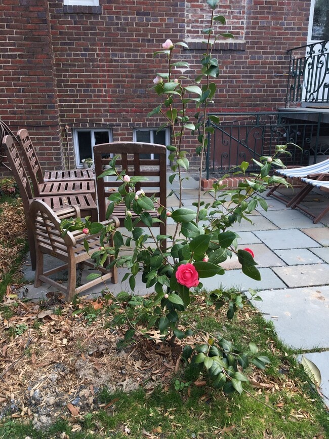 Patio - 1836 Varnum St NE