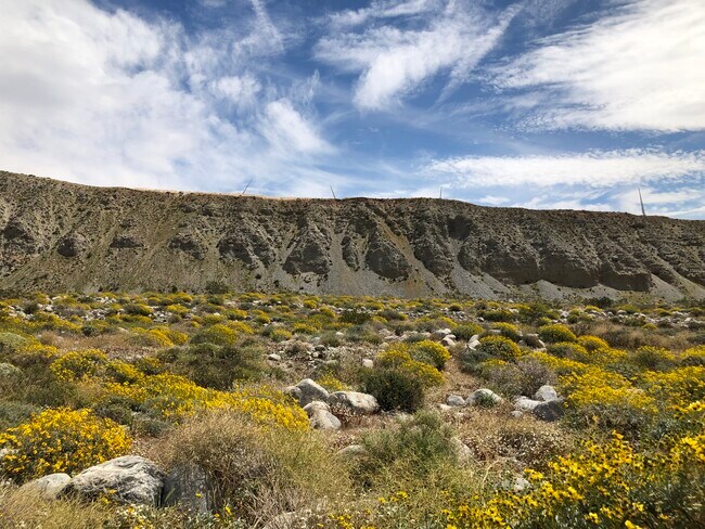 Wild flowers - 835 Alta Rdg