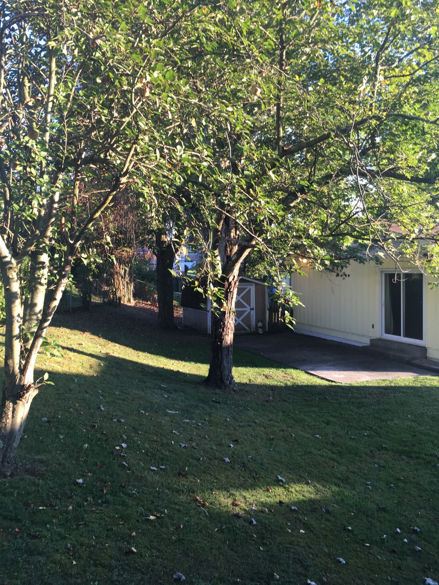 Backyard - 463 Lawnview Cir