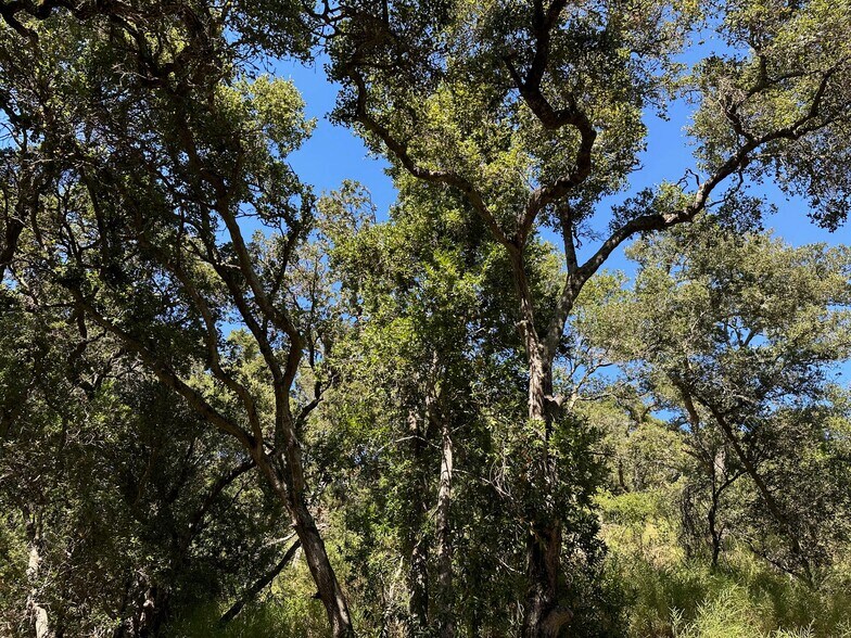 Ancient oak trees all around - 12061 Pleasant Way