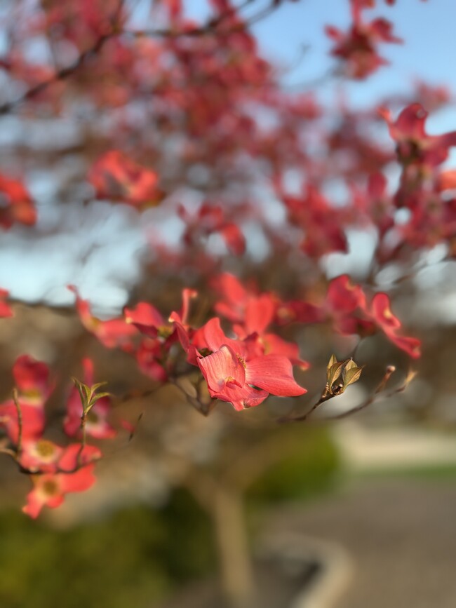 Spring flowers to view from your window - 1014 Turnstone Dr