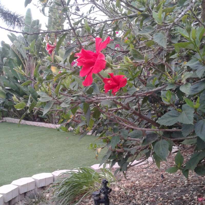 Building Photo - 2696 Magellan Ln