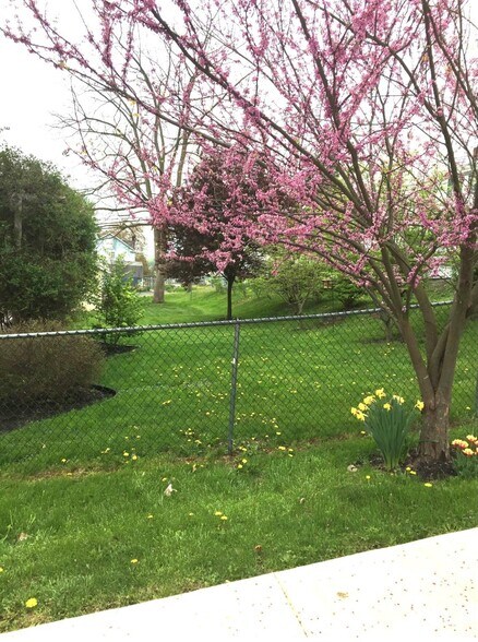 Beautiful yard - 1153 Vine St