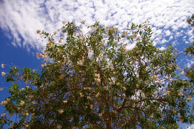 Building Photo - 6186 Chia Ave