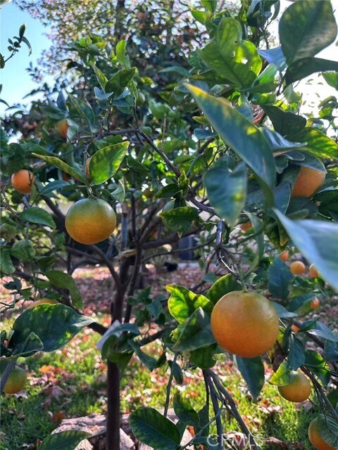 Building Photo - 1126 Highland Oaks Dr