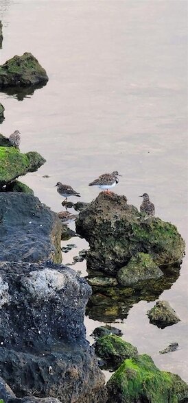 Building Photo - 6009 Sea Ranch Dr