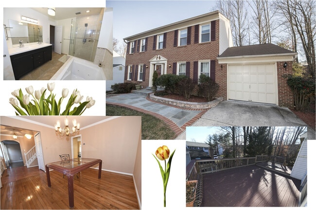 Primary Photo - Gorgeous 4 BR 2+2 Baths Colonial - Finished Walk-Out Basement and Car Garage