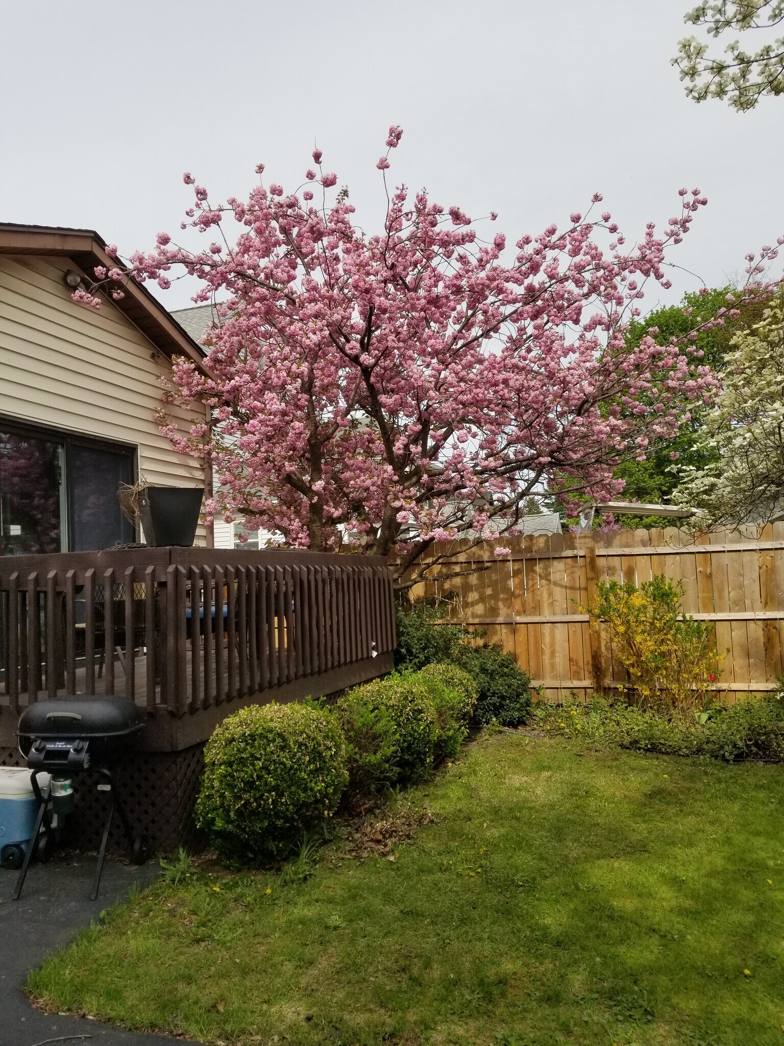 Backyard deck/yard - 69 Cypress St