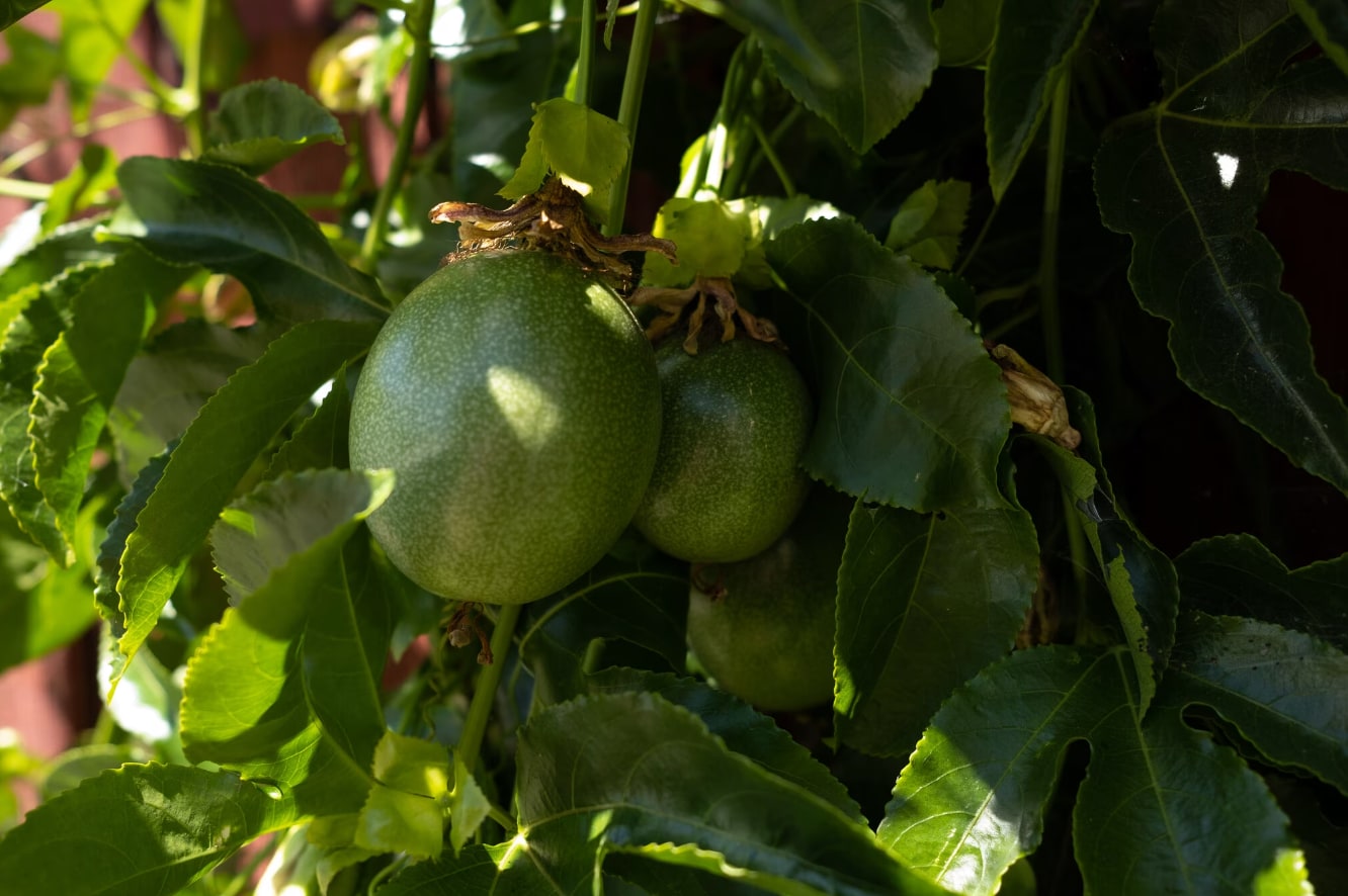 Passion Fruit in Gated Yard - 1505 Berkeley Way