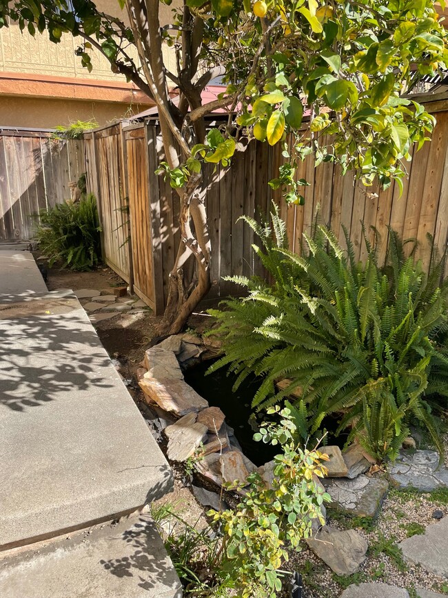 Pond and lemon tree in front of triplex front door. - 1749 E 3rd St