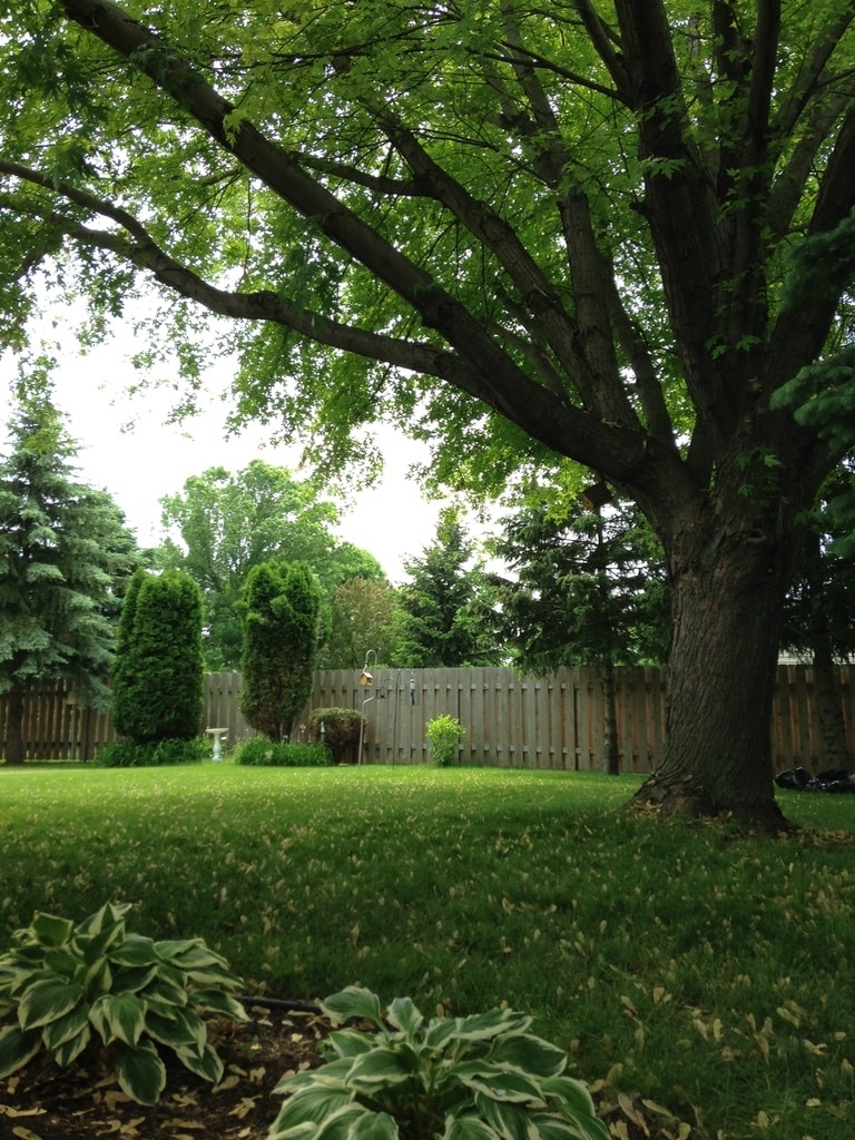 Backyard - 3419 North Marcos Lane