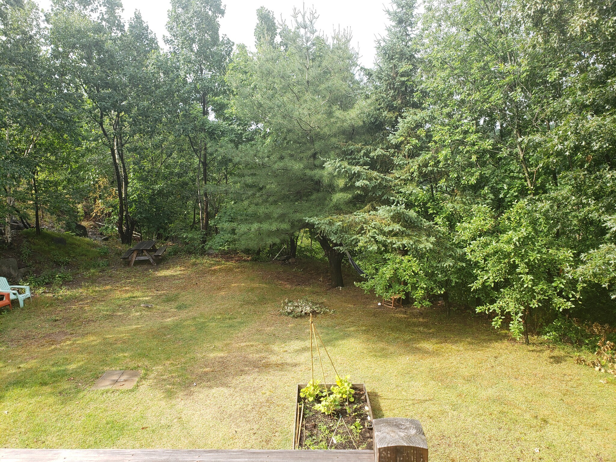 Yard surrounded by conservation land. - 25 Pinehurst Rd