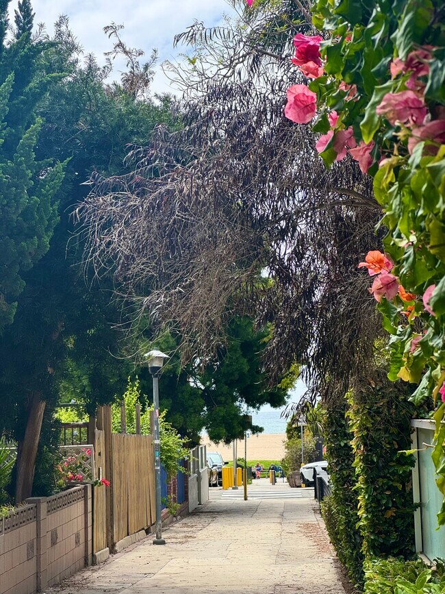 Walk street outside front yard - 33 Paloma Ave