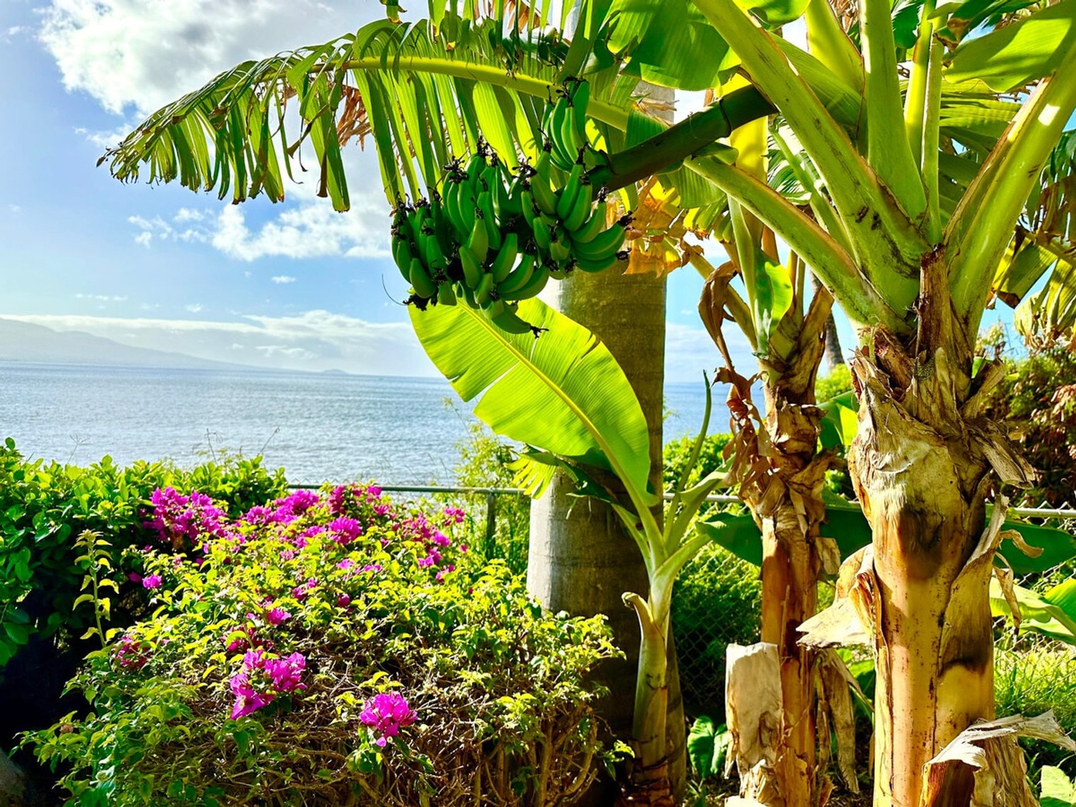 Building Photo - 190 Hauoli St