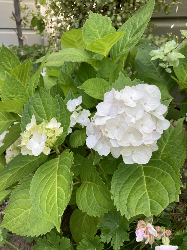 Flowers in Garden - 2791 Greenwich St