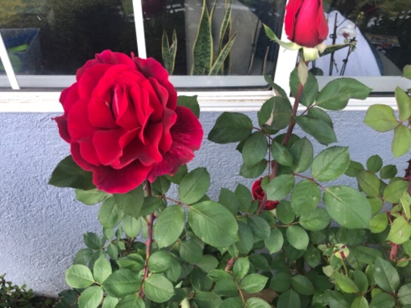 Building Photo - 23330 Victory Blvd