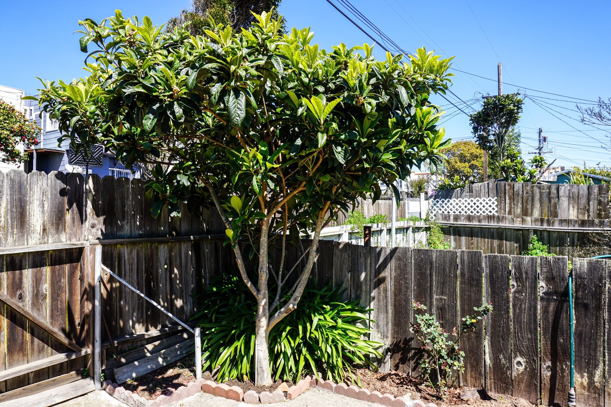 Apricot tree in the backyard :) - 38 San Gabriel Ave
