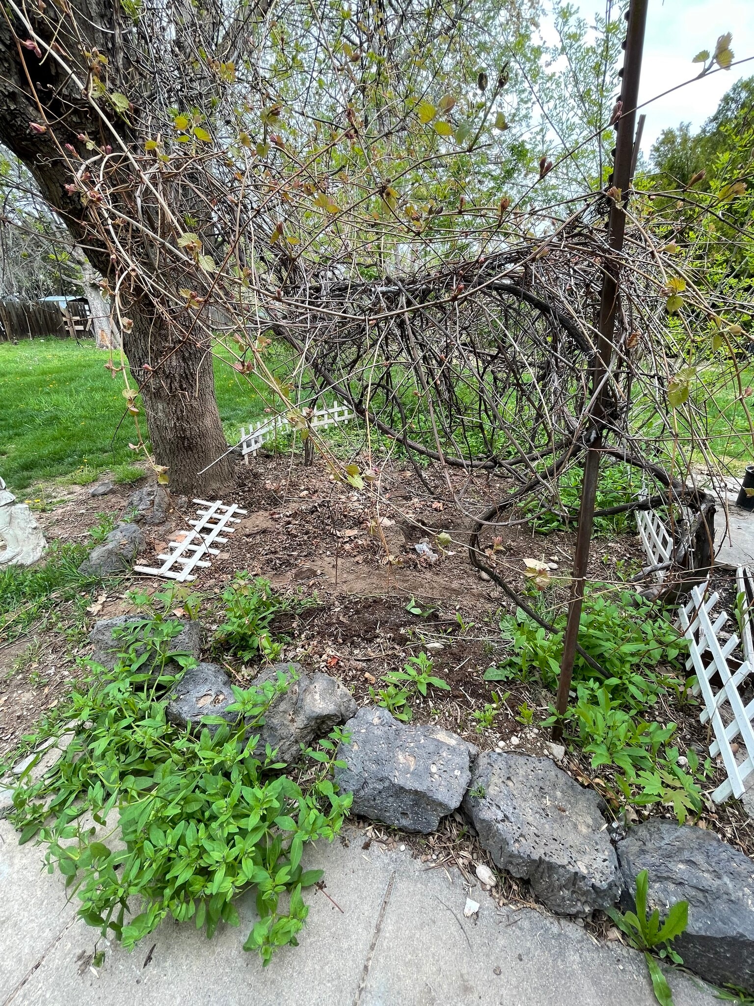 yard - 419 S Garden St