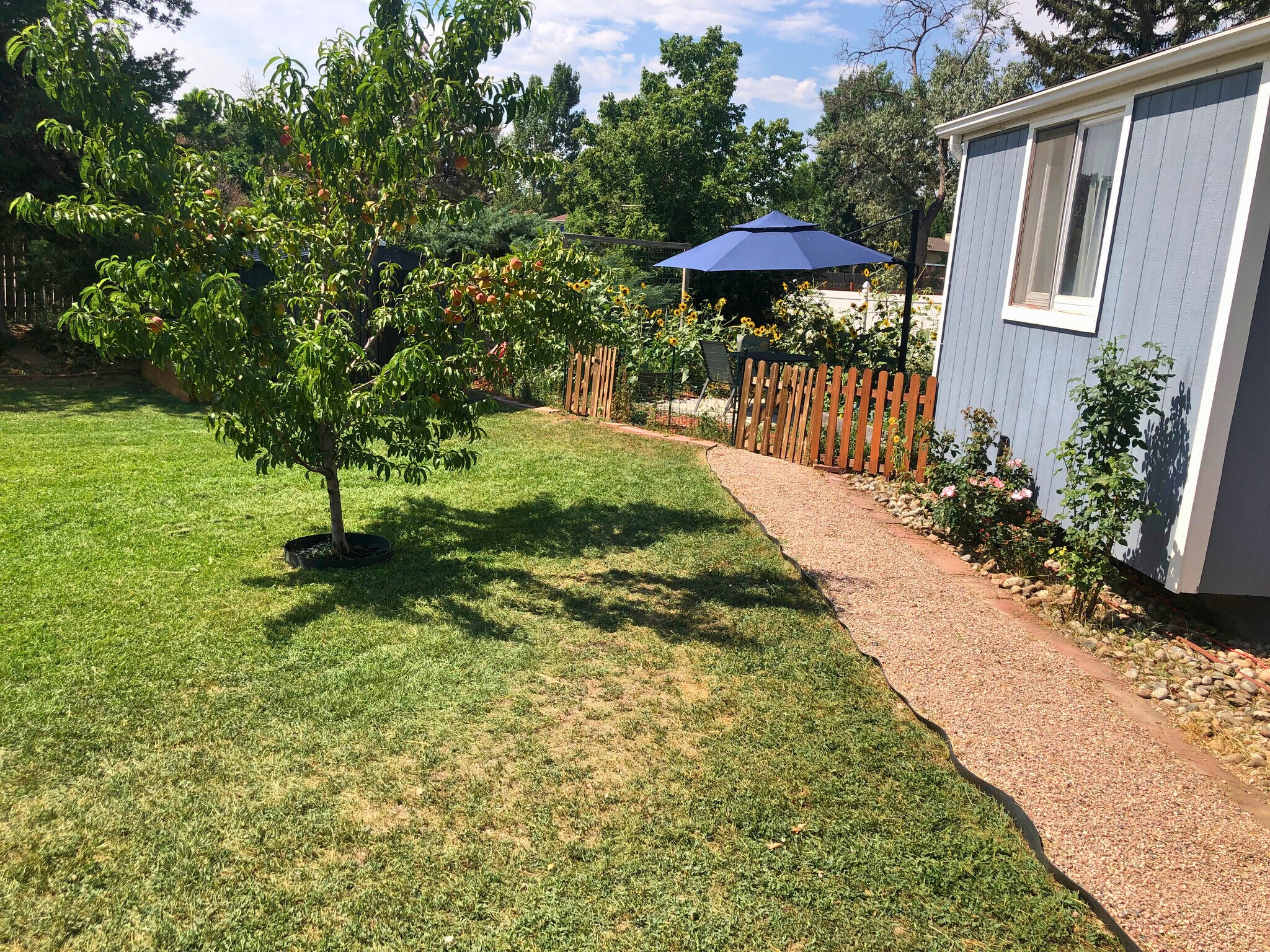 South facing garden - 1220 Alpine Pl