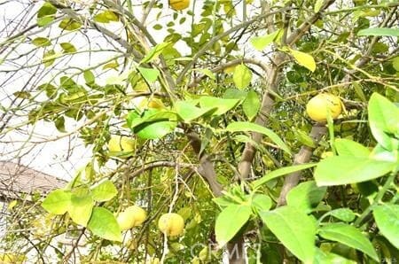 Building Photo - 16204 Crane Ct