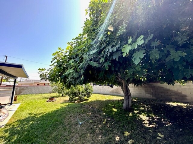 fig tree - 620 Van Wig Ave