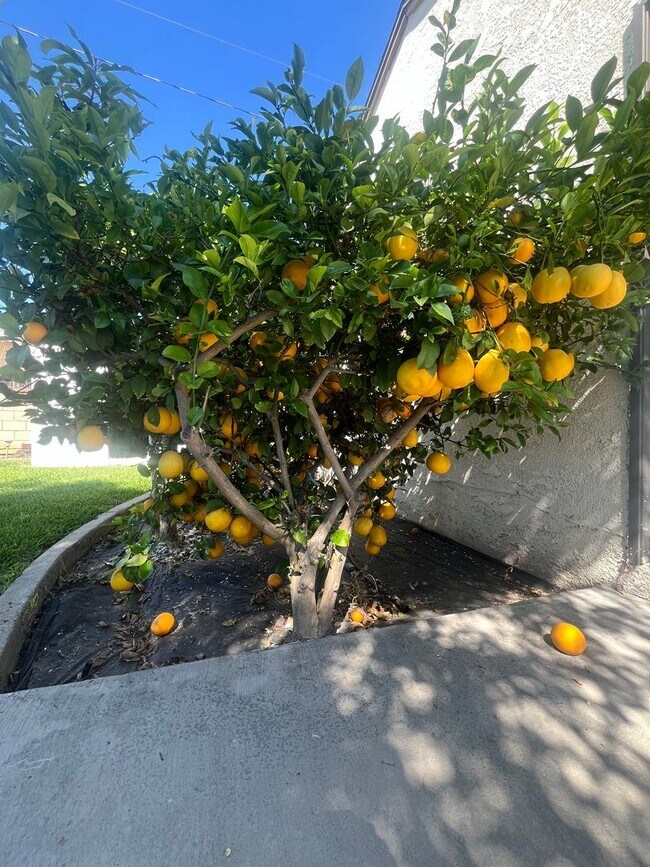 Building Photo - Home with a Cabin Style Family room and backyard Oasis