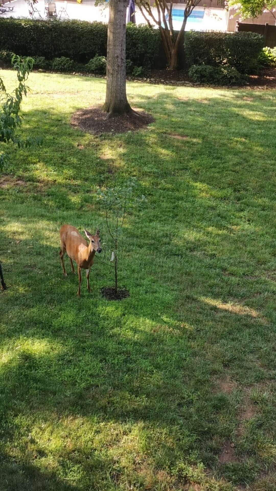 Morning Deer - 2807 Lee Oaks Ct