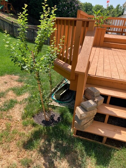 Deck - 3203 Trellis Ln