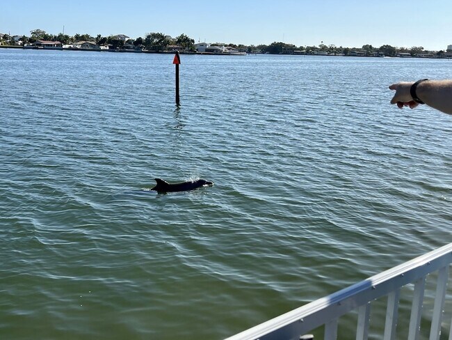 One of the many dolphins - 1859 Shore Dr S