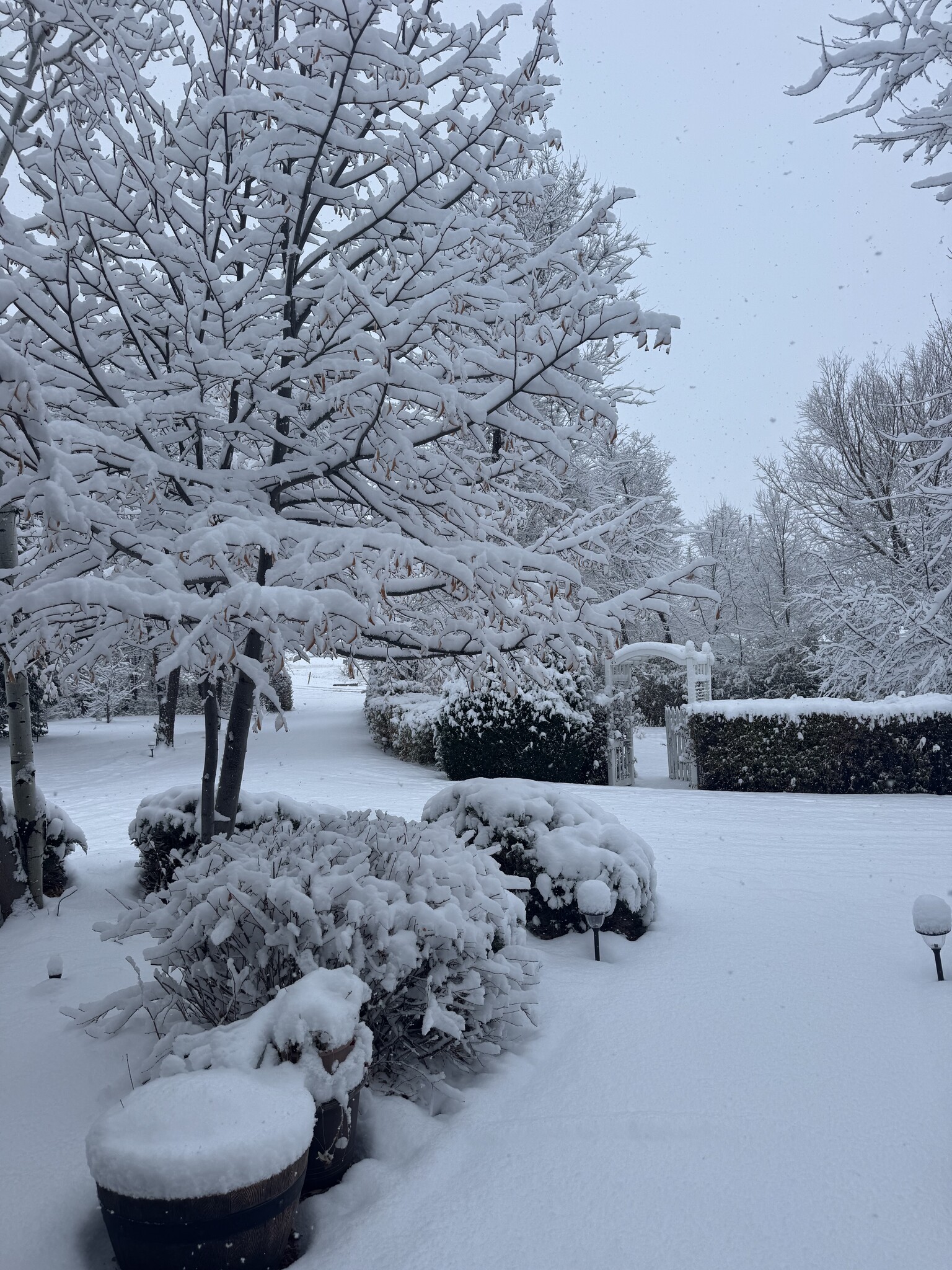 Front yard winter - 4101 Red Bird Pl