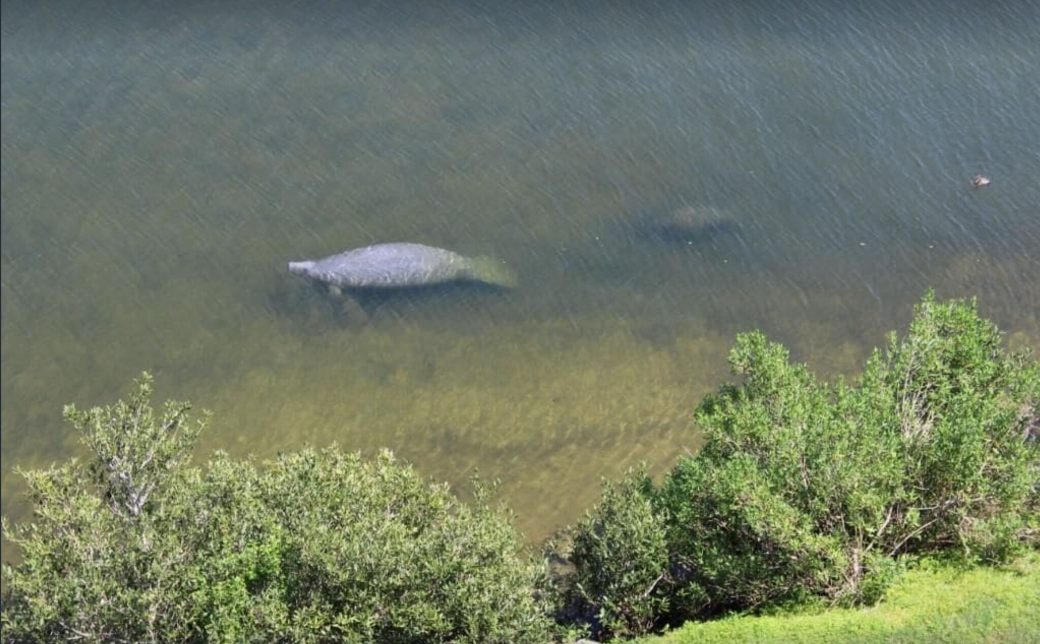 Manatees as seen from the balcony - 5915 Sea Ranch Dr