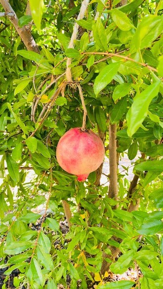 Backyard Pomegranate Tree - 14066 Glendale Ct