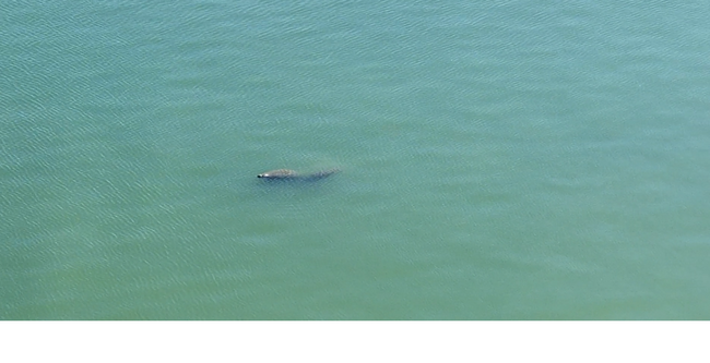 Manatee often visit Biscayne Bay and can be seen from the Bedrooms and Balcony! - 600 NE 36th St