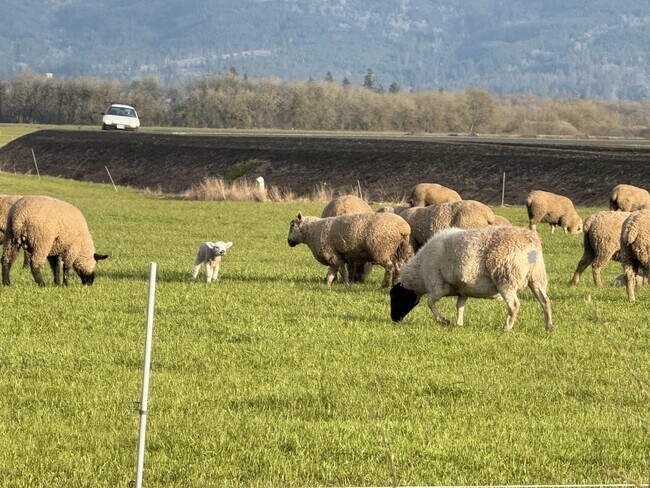 Lambs Everywhere in the Spring - 832 Umpqua St