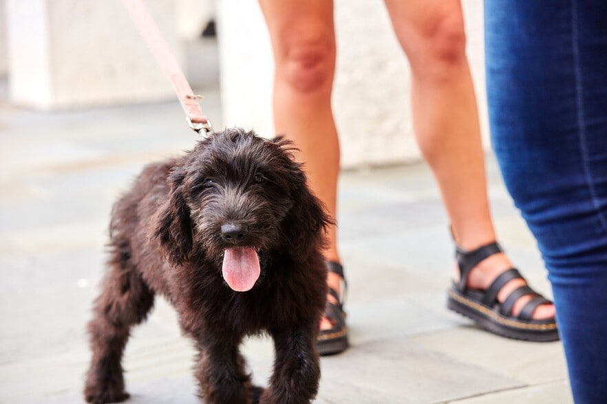 Pet-friendly community with fenced-in Dog Trot and outdoor pet wash - The Henslow Daniel Island Apartments & Townhomes