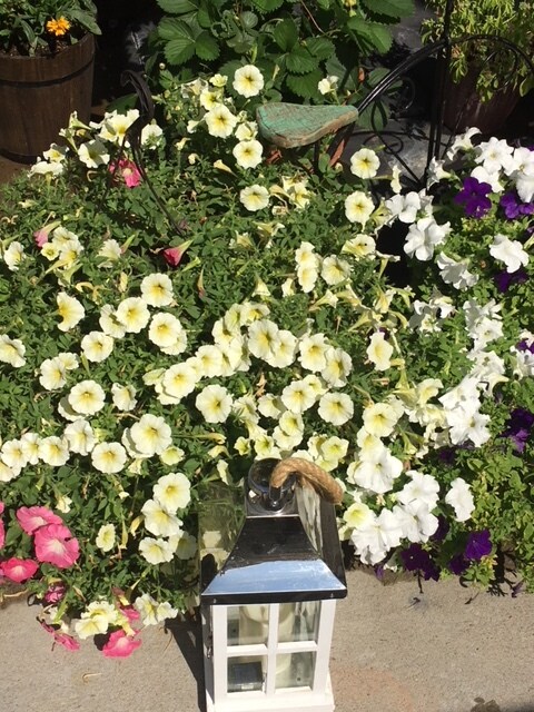 Community Patio - 7626 W Opohonga Ln