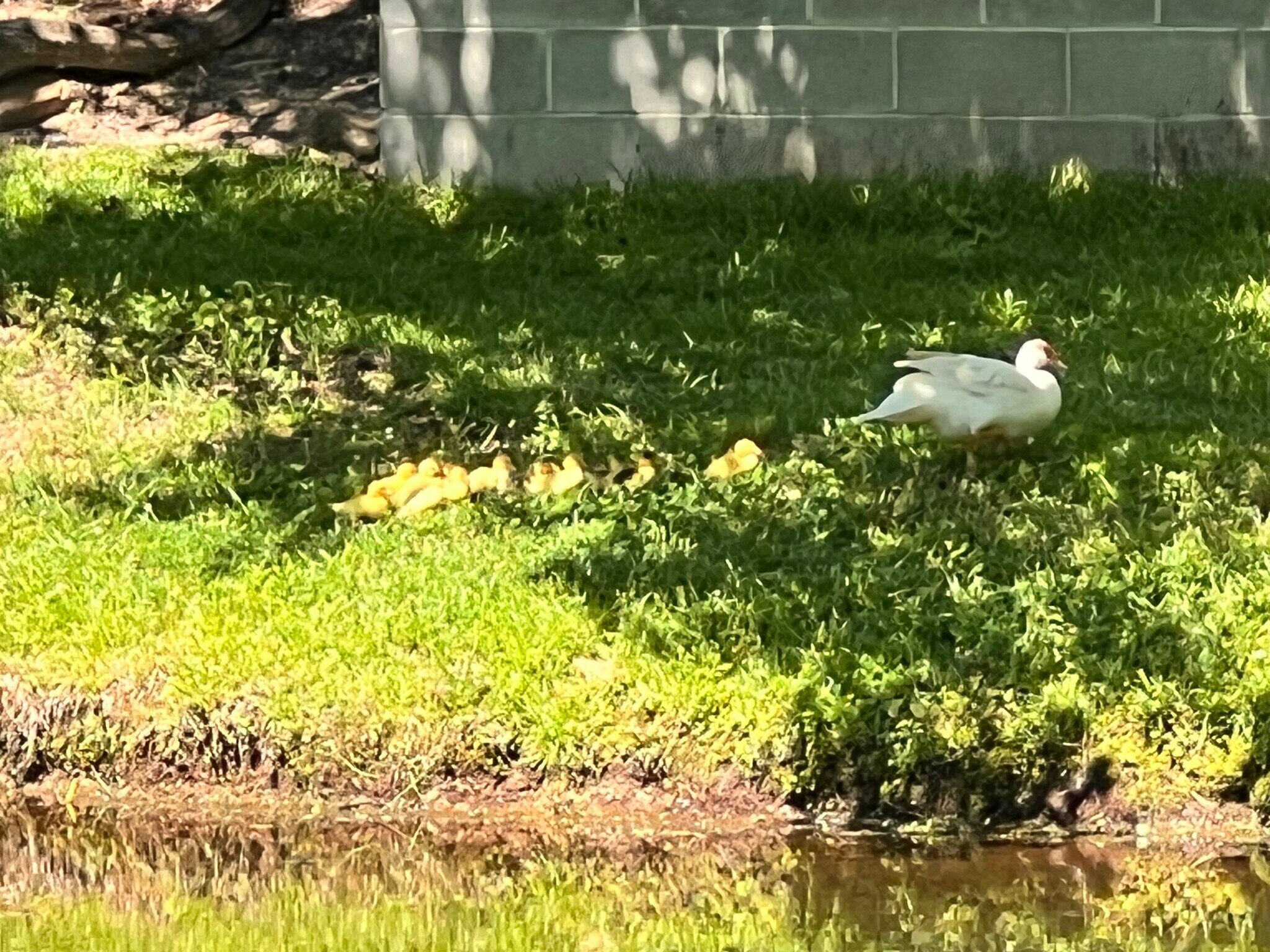 Peaceful setting with wildlife - 88 Lee Road 2060