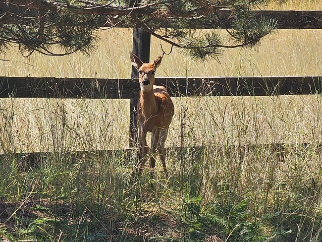 Building Photo - Incredible Hauser Lake Waterfront Home for...