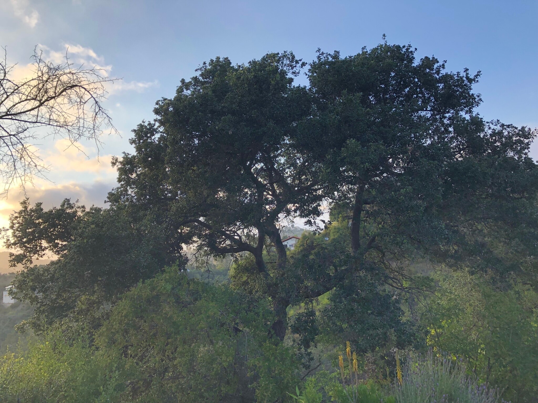 Building Photo - 1734 Topanga Skyline Dr